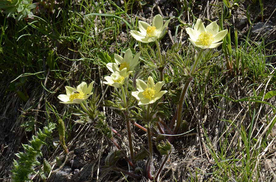 Pulsatilla alpina subsp. apifolia